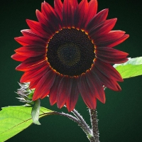 ทานตะวันช็อกโกแลตเชอรี่ - Chocolate Cherry Sunflower 15 เมล็ด