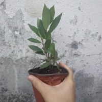 ต้นกระวาน - Bay leaf (Laurus nobilis) ต้นขนาดเล็ก 10-15 ซม.