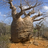 เบาบับซามิบาเรนสิส - Adansonia samibarensis