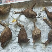 มะยมเงิน มะยมทอง - Phyllanthus mirabilis ขนาด 15 ซม.