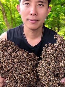 มะแขว่น แห้ง มะแขว่นคนเหนือ เหมาะสำหรับทำลาบ และอื่น ๆ เพิ่มรสชาติจัดจ้านให้กับอาหารของคุณด้วยมะแขว่นจากเรา! มะแข่นตากแห้ง มะแข่น Zanthoxylum limonella Alston มะแขว่นแห้ง สดใหม่ หอม กลมกล่อม มะแขว่น หรือ ลูกระมาศ เป็นเครื่องเทศพื้นเมืองทางภาคเหนือ