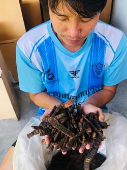 ส้มป่อย(แห้ง) 500 กรัม ครึ่งกิโล ฝักส้มป่อย ฝักส้มป่อยแห้ง Soap Podส้มป่อย สรรพคุณแก้ไข้จับสั่นหรือไข้มาลาเรียแก้ไอขับเสมหะ แก้เสมหะ ด้วยการนำมาต้มกับน้ำดื่ม ในด้านของความเชื่อส้มป่อยถือเป็นไม้ศักดิ์สิทธิ์ของชาวล้านนา โดยชาวบ้านจะใช้ฝักในพิธีกรรมทำน้ำมนต์