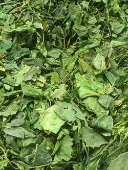 เชียงดาอบแห้ง ชาเชียงดา ขนาด 500 กรัม ใบเชียงดาปลอดสาร Gymnema inodorum ได้รับเครื่องหมาย ประทับตรา NFI ผักเชียงดาปลอดสาร ไม่ผสมสมุนไพรตัวอื่นๆ เหมาะสำหรับผู้ที่มีปัญหา เบาหวาน ความดันโลหิตสูง ไขมันพอกตับ ไขมันในเส้นเลือด ช่วยในเรื่องลดคลอเรสเตอรอล