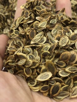 มะแหลบ เกรด A ขนาด 25 กรัม เทียนตั๊กแตน มะแหลบเครื่องเทศหายาก เครื่องเทศภาคเหนือ เมล็ดใช้เป็นเครื่องเทศแต่งกลิ่นอาหาร ชาวล้านนานำมาเป็นส่วนผสมของน้ำพริกลาบ มีประโยชน์ทางด้านสมุนไพร ประเทศอินเดียกินรากซึ่งจะคล้ายหัวแครอต เพราะมีสรรพคุณเป็นยาบำรุงและยาแก้ไข