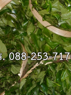 ใบชาสด ขนาด 500 กรัม ชาเขียวอัสสัมแบบสด ASSAM GREEN TEA ชาออแกร์นิค ชาป่า จากดอยลาง อ.แม่อาย สามารถนำไปประกอบอาหาร เช่น ยำเมี่ยง (ยำใบชา) สินค้า Preoder ต้องสั่งล่วงหน้า**