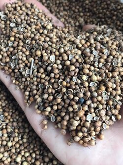 เมล็ดพันธุ์ผักชีไทย เม็ดผักชี ขนาด 1 กิโลกรัม Coraninder seed / ลูกผักชี เมล็ดผักชี เมล็ดผักชีนำมาใช้เป็นเครื่องเทศ ลูกผักชีจะมีกลิ่นรสคล้ายพืชตระกูลส้ม มะนาว