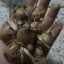 หญ้าฝรั่น - Crocus Sativus (Saffron)