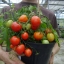 มะเขือเทศเมกะไบต์ F1 - Megabyte F1 Tomato
