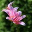 หัวลิลลี่แมงมุมสีฟ้า - Electric Blue Spider Lily (Lycoris Sprengeri) 1 หัว