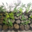 ต้นกระวาน - Bay leaf (Laurus nobilis)