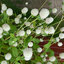 บานไม่รู้โรยสีขาว - White Gomphrena