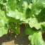เก๋าฮะไฉ่ - Chinese Beet