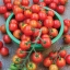 มะเขือเทศซุปเปอร์สวีท 100 - Super sweet 100 Tomato
