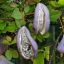อะเคบิ - Akebia Trifoliata