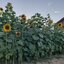 ทานตะวันรัสเซียดำ - Black Russian Sunflower (ต้นสูง)