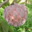 น้อยหน่าหนังครั่ง - Nang Krang Sugar apple
