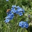 ฟอร์เก็ตมีน็อตจีน - Chinese Forget me not