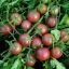มะเขือเทศเชอรี่สีดำ - Black Cherry Tomato