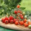 มะเขือเทศหัวใจ - Tomatoberry