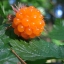 แซลม่อนเบอรี่ - Salmonberry