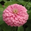 บานชื่นสีชมพูคละชนิด - Luminous Pink Zinnia
