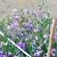 สต๊อกอีฟนิ่ง (มีกลิ่นหอม) - Evening Scented Stock (Matthiola Longipetala)