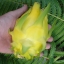 กิ่งแก้วมังกรอิสราเอลสีเหลือง - Hylocereus undatus