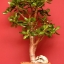 คลาสซูล่า - Jade Plant (Crassula ovata)