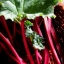 รูบาร์บ - Rhubarb