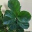 ต้นไทรใบสัก - Fiddle Fig (Ficus lyrata)