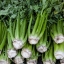 เซลารี่ทอลยูทาห์ - Celery Tall Utah 52/70