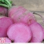 แรดิชบลูมูน & เรดมูน F1 - Radish Bluemoon & Redmoon F1 Radish