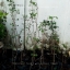 ต้นแปะก๊วย - Gingko