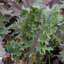 เคลวินเทอร์แดง - Winter Red Kale