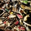 Converse & Vans