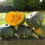 ฟักทองญี่ปุ่น - Japanese Pumpkin