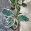 ต้นยางอินเดียใบด่าง - Ficus elastica Variegata