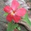โสมชบา - Decaschistia parviflora