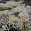 หัวลิลลี่แมงมุมสีขาว - White Straw Spider Lily (Lycoris Sp.) 1 หัว