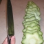 กระบองเพชรซานเปโดร - San Pedro Cactus (Echinopsis pachanoi)