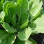 คอลลาร์ดเวทส์ - Vates Collard