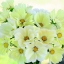 ดาวกระจายเลมอนเนด - Lemonade Cosmos
