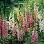ถุงมือจิ้งจอกคละสี - Mixed Foxglove