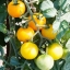 มะเขือเทศเชอรี่สีเหลือง - Yellow Cherry Tomato (พันธุ์กระถาง)
