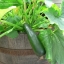 ซูกินี่สีเขียว - Dark Green Zucchini