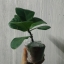 ต้นไทรใบสัก - Fiddle Fig (Ficus lyrata)