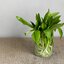 กระเทียมป่า - Wild Garlic Ramsons (Allium ursinum)