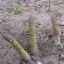หน่อไม้ฝรั่งเขียวแมรี่วอชิงตัน - Mary Washington Asparagus