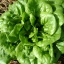 ผักสลัดบัตเตอร์ครันช์ - Buttercrunch Lettuce