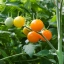 มะเขือเทศซันชูการ์ F1 - Sun Sugar F1 Tomato (หวานมาก 10 Brix)